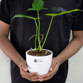 Philodendron Golden Dragon, with 5.5 Inches White Decor Pot